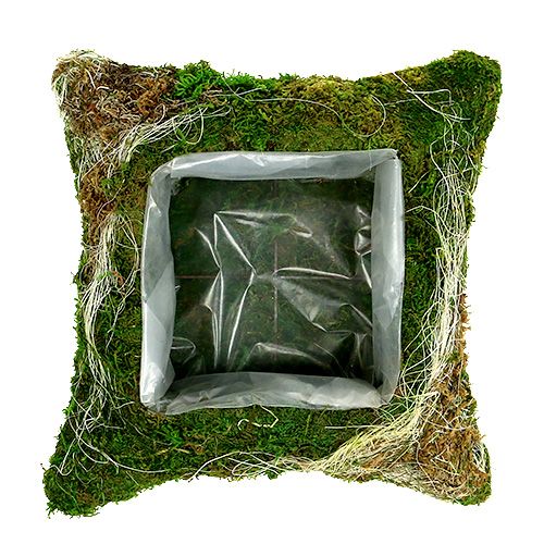 Floristik24 Plant cushion moss 25cm x 25cm 2pcs