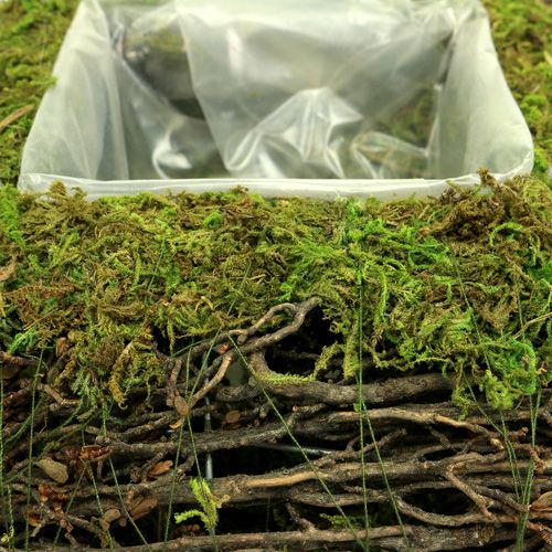 Product Plant cushion moss with vine 20cm x 20cm