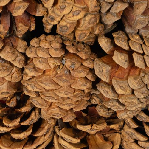 Round pine cone planting bowl,