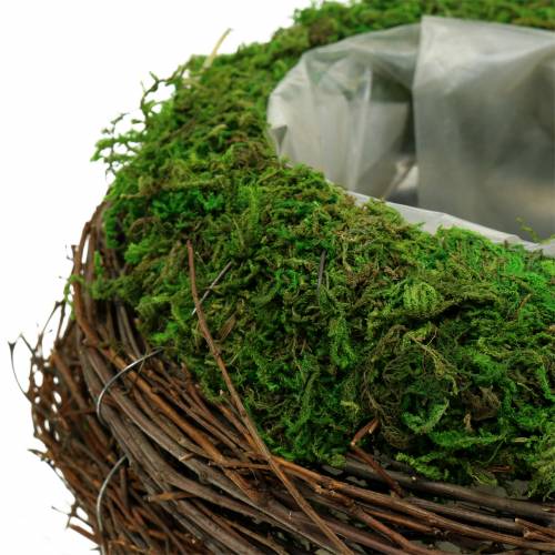 Floristik24 Planter bowl rattan, moss Ø19cm H13cm