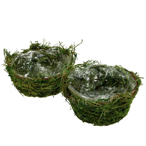 Floristik24 Planter bowl with moss Ø16cm H9cm - 10cm green 3pcs