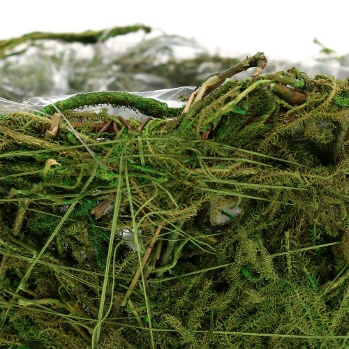 Floristik24 Planter bowl with moss Ø16cm H9cm - 10cm green 3pcs