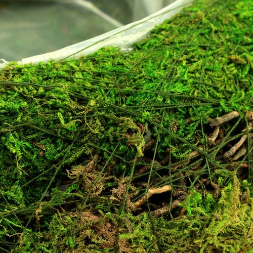 Product Planter bowl moss with vine Ø 25cm
