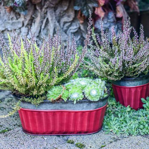 Floristik24 Oval plant pot red, silver zinc 26 × 13cm H11cm