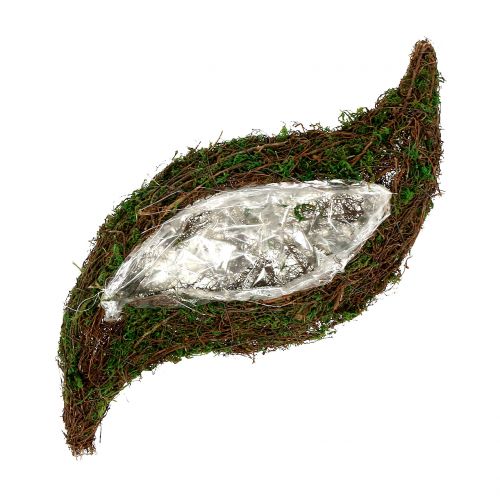 Plant wave moss with vine 28cm x30cm