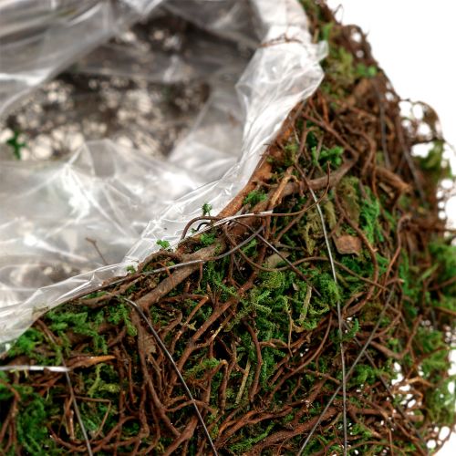 Floristik24 Plant wave moss with vine 28cm x30cm