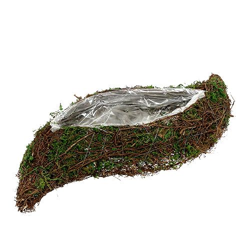 Floristik24 Plant wave vine, moss 45cm x 18cm H7cm