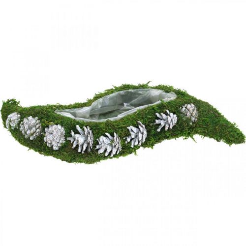 Floristik24 Planter moss and cones wave green, washed white 41 × 15cm