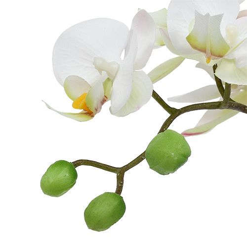 Phalaenopsis cream in ceramic pot 33cm