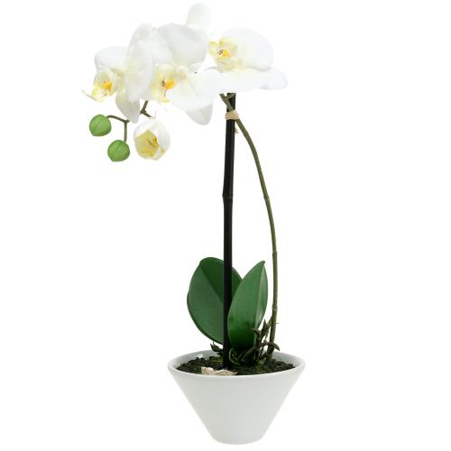 Floristik24 Phalaenopsis white in bowl flower decoration H38cm