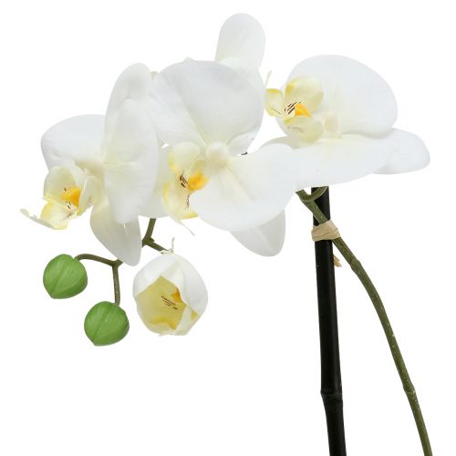 Product Phalaenopsis white in bowl flower decoration H38cm
