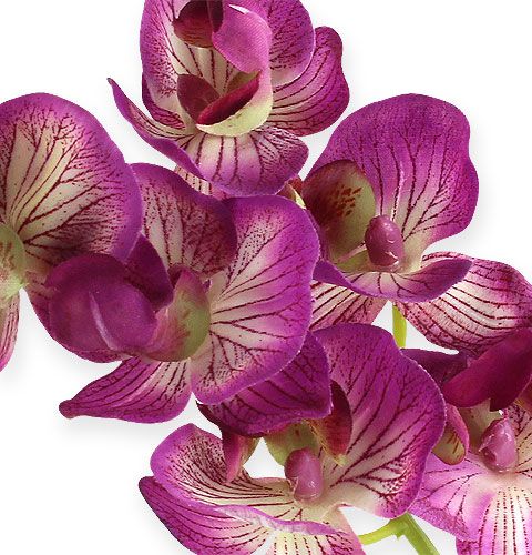Product Orchid Phalaenopsis Purple-Cream 62cm
