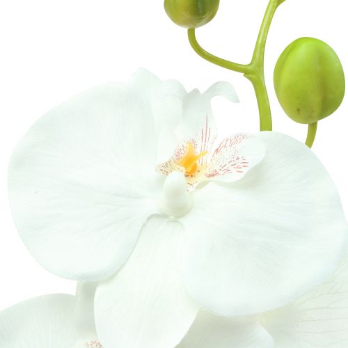 Floristik24 Orchid Phalaenopsis artificial white 80cm