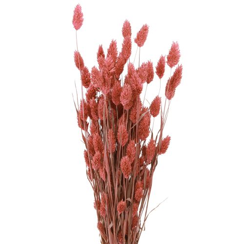 Floristik24 Phalaris Shiny Grass Dried Flowers Pink 64cm 70g × 2pcs