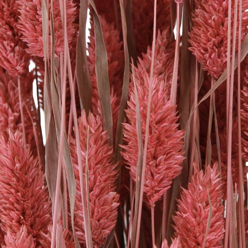 Floristik24 Phalaris Shiny Grass Dried Flowers Pink 64cm 70g × 2pcs