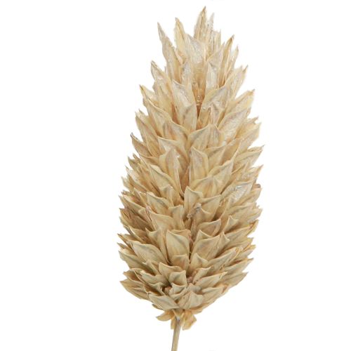 Floristik24 Phalaris Canary Grass Dried Flowers White L64cm 75gx2St