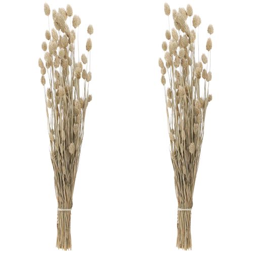 Floristik24 Phalaris Canary Grass Dried Flowers White L64cm 75gx2St