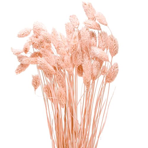 Floristik24 Phalaris Light pink Canary grass Dried decor 65cm 60g