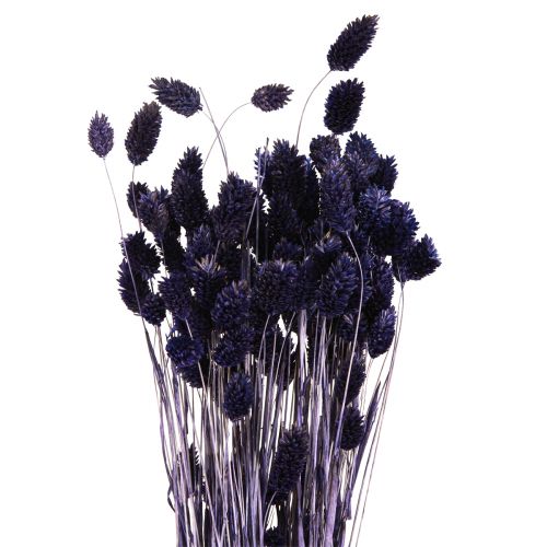 Product Phalaris Violet Dried Decorative Grass 50-55cm 100g