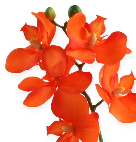 Floristik24 Artificial orchid with leaves orange 35cm