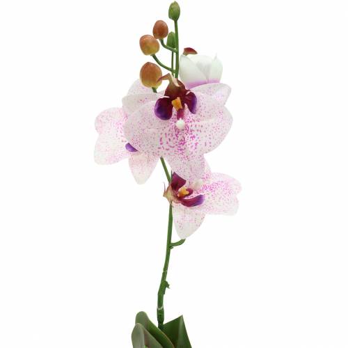 Product Artificial orchid Phaleanopsis White, Purple 43cm