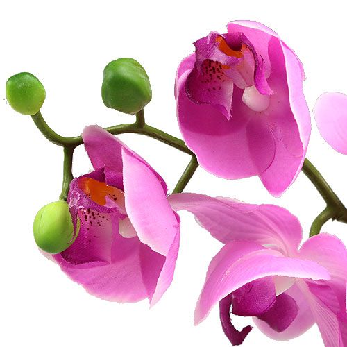 Product Orchid Phalaenopsis Pink 77cm