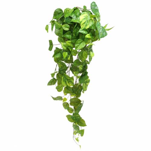 Philodendron hanger 80cm