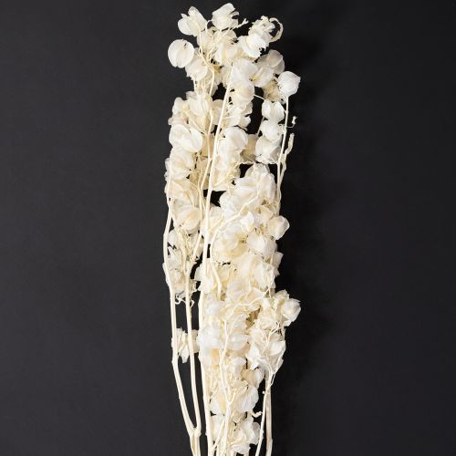 Physalis dried bleached lantern flower decoration Nicandra 75-80cm 100g