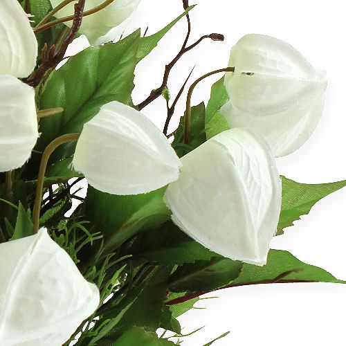 Product Physalis bush white 30cm