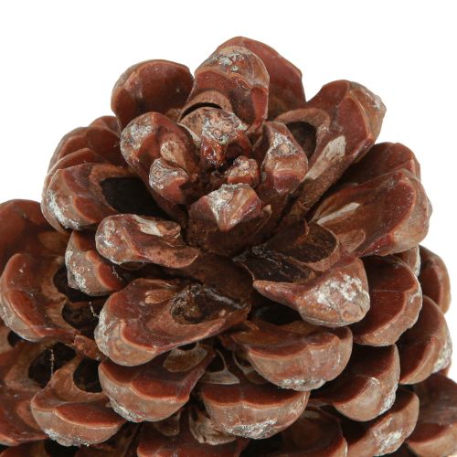 Product Pine cones natural large decorative pine cones 8-9 cm 3 pieces