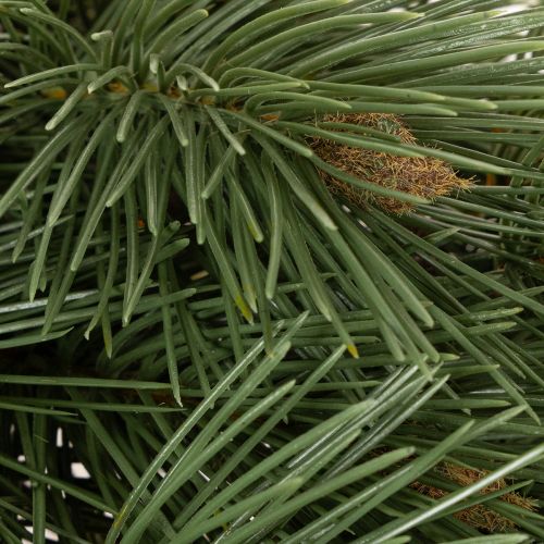 Artificial pine branch as a decorative fir branch, 55cm, 3 pieces | Floristik24.ie