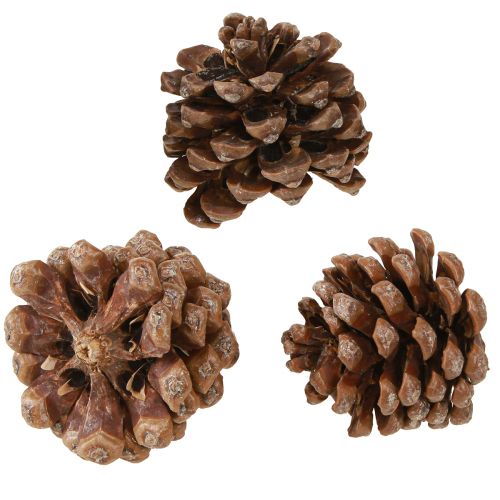 Product Pinus Pinea Medium-sized Pine Cones Natural 8-10cm 50 pcs