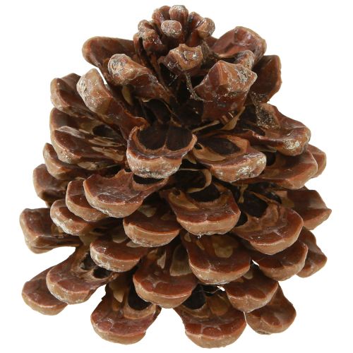 Product Pinus Pinea Medium-sized Pine Cones Natural 8-10cm 50 pcs