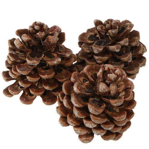 Product Pinus Pinea Medium-sized Pine Cones Natural 8-10cm 50 pcs