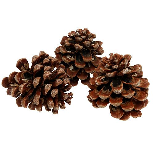 Product Pinus Pinea medium 10/14cm natural 50p