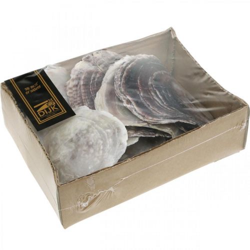 Floristik24 Capiz Shells, Natural Clam Shells, Natural Items Pearlescent Purple 4–16cm 430g