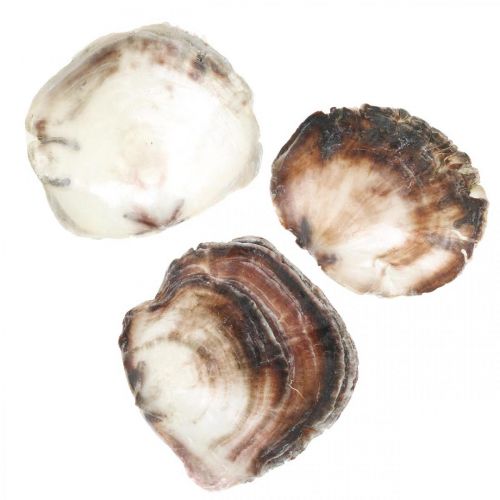 Floristik24 Capiz Shells, Natural Clam Shells, Natural Items Pearlescent Purple 4–16cm 430g