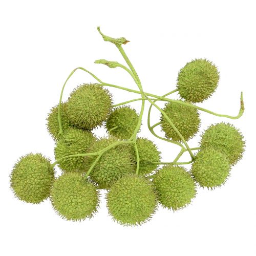 Sycamore fruits green 200g
