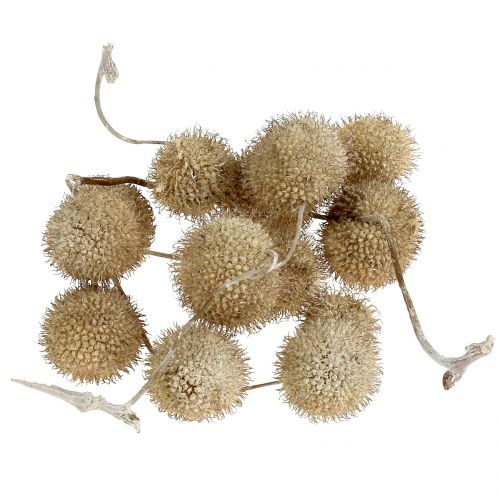 Floristik24 Plane fruits washed white 250g