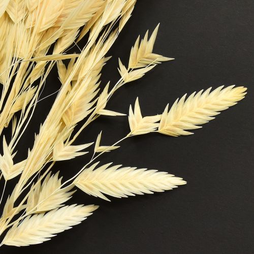 Product Dried Grass Sea Oats Chasmantium Champagne 70cm 10pc