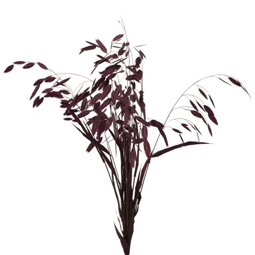 Floristik24 Dried Grass Sea Oats Chasmantium latifolium Purple 70cm 10pc