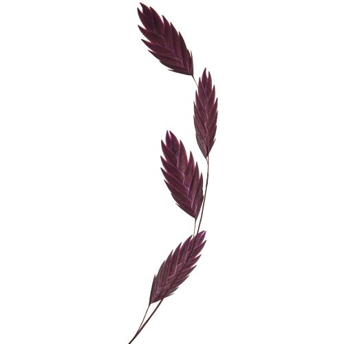 Floristik24 Dried Grass Sea Oats Chasmantium latifolium Purple 70cm 10pc