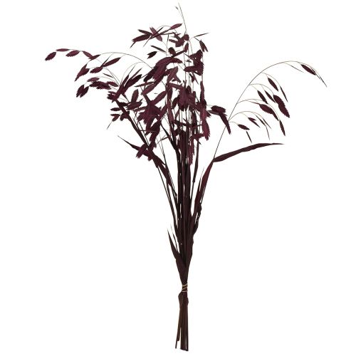 Floristik24 Dried Grass Sea Oats Chasmantium latifolium Purple 70cm 10pc
