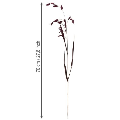 Dried Grass Sea Oats Chasmantium latifolium Purple 70cm 10pc | Floristik24.ie