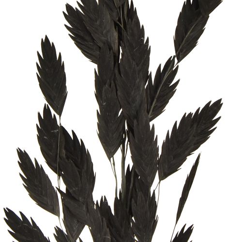 Product Black Chasmantium (Platelet Grass) 70cm Dried Flower Decoration 10 pcs