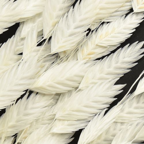 Floristik24 Dried Sea Oats Chasmantium latifolium White 70cm 10pc