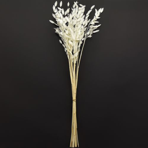 Floristik24 Dried Sea Oats Chasmantium latifolium White 70cm 10pc