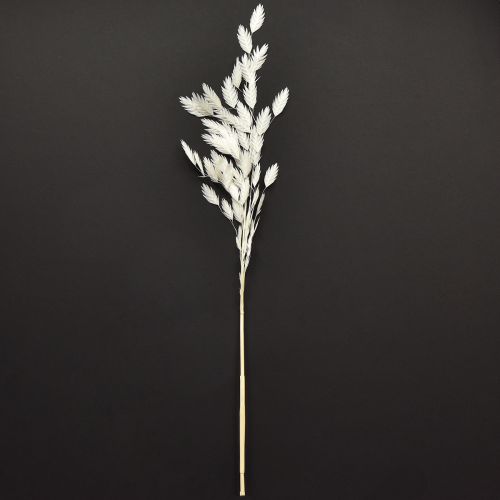 Dried Sea Oats Chasmantium latifolium White 70cm 10pc | Floristik24.ie