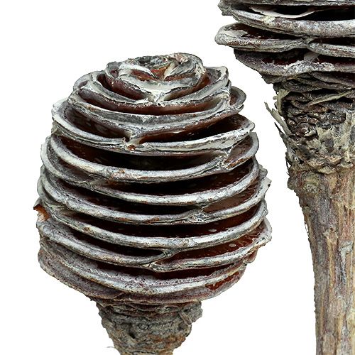 Product Platyspermum 25 pcs. White washed