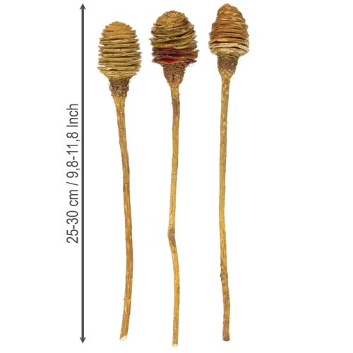 Product Platyspermum Cream 1-3, 50 heads